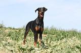 DOBERMANN 598